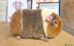 Guinea Pig rodents for sale: Baby male teddy guinea pigs - Advert 3