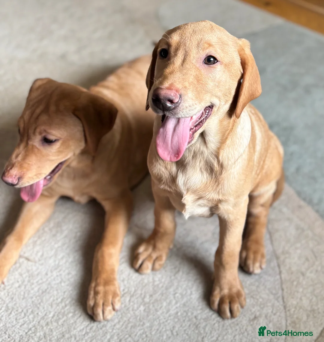 Labrador Retriever dogs for sale: Last 2! KC Reg Labradors. 2 beautiful boys left - Advert 2