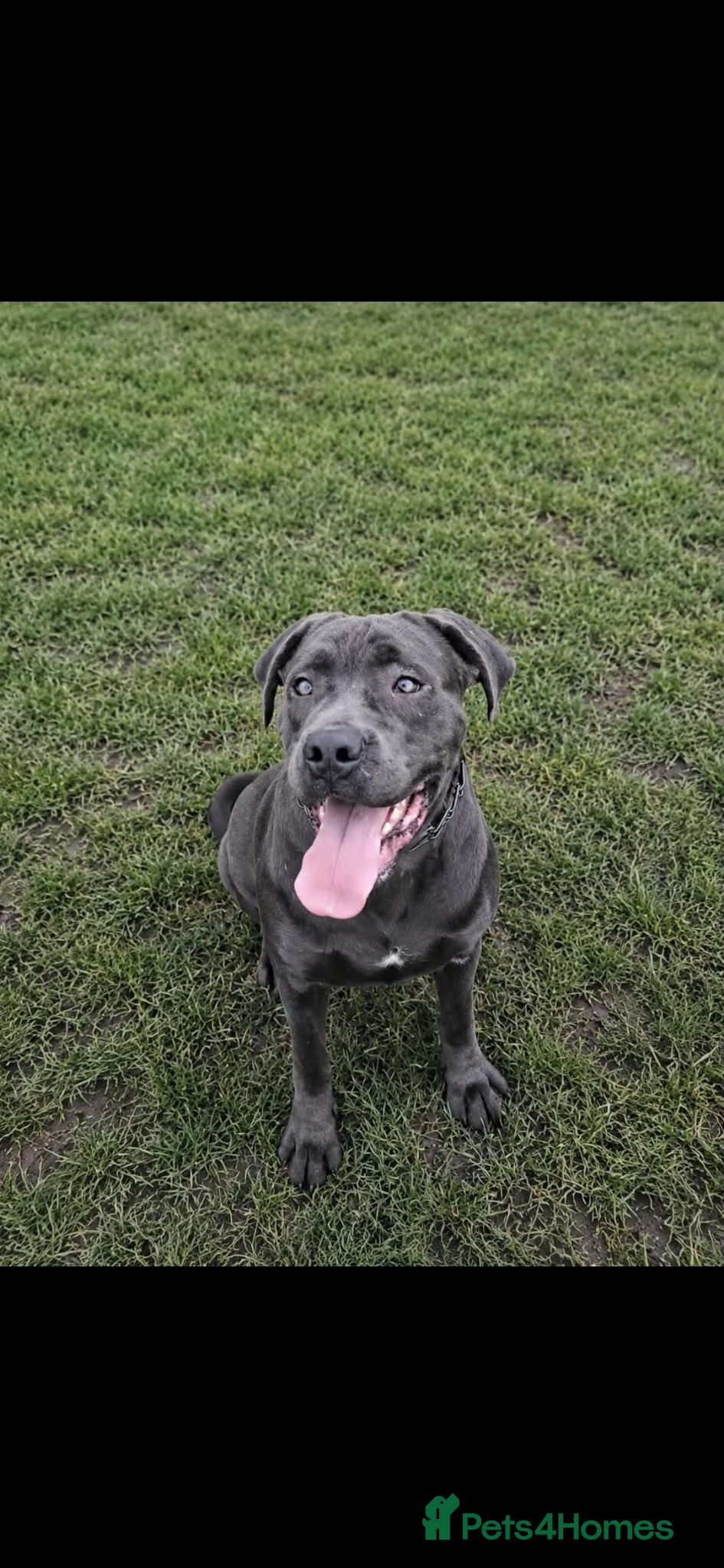 Cane Corso dogs ICCF Registered 8th gen 🧬🏆 Cane Corso pups. - Advert 2