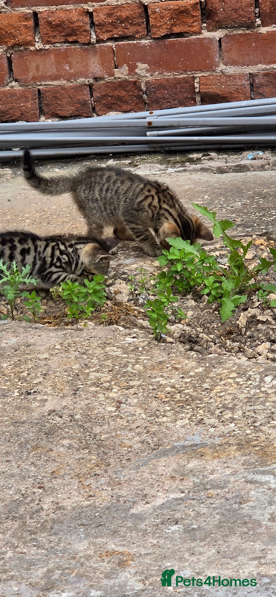 Mixed Breed cats for sale: Tabby x Bengal Kittens 🐾 - Image 3