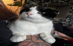 Scottish Fold cats for sale: Very sweet Scottish fold boy  - Image 6