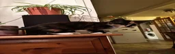 Mixed Breed cats for sale: 4 kittens - 2 male, 2 female  - Advert 12