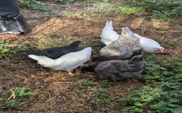 Chickens poultry for sale: Pullets - Image 2
