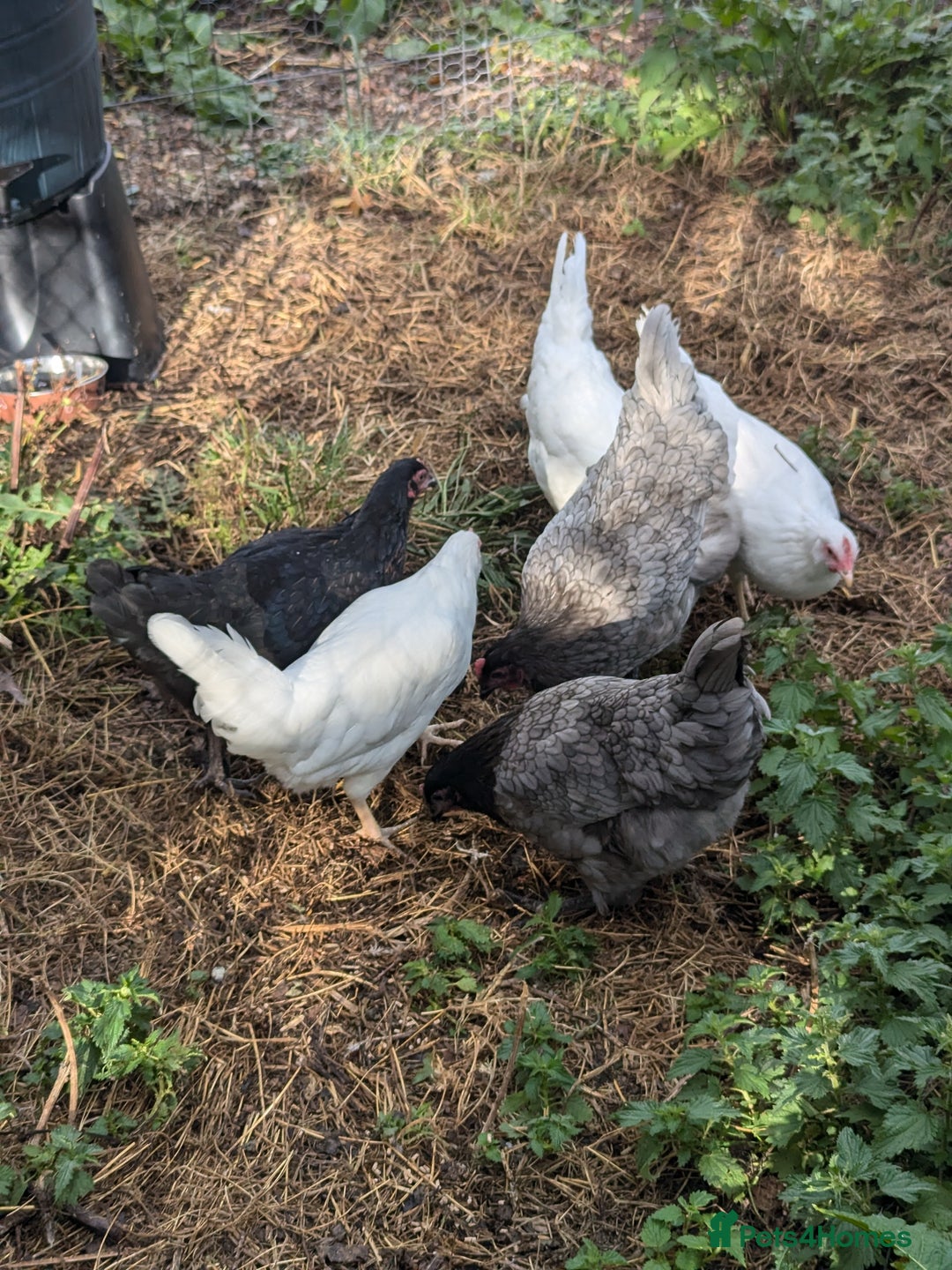 Chickens poultry for sale: Pullets - Image 2