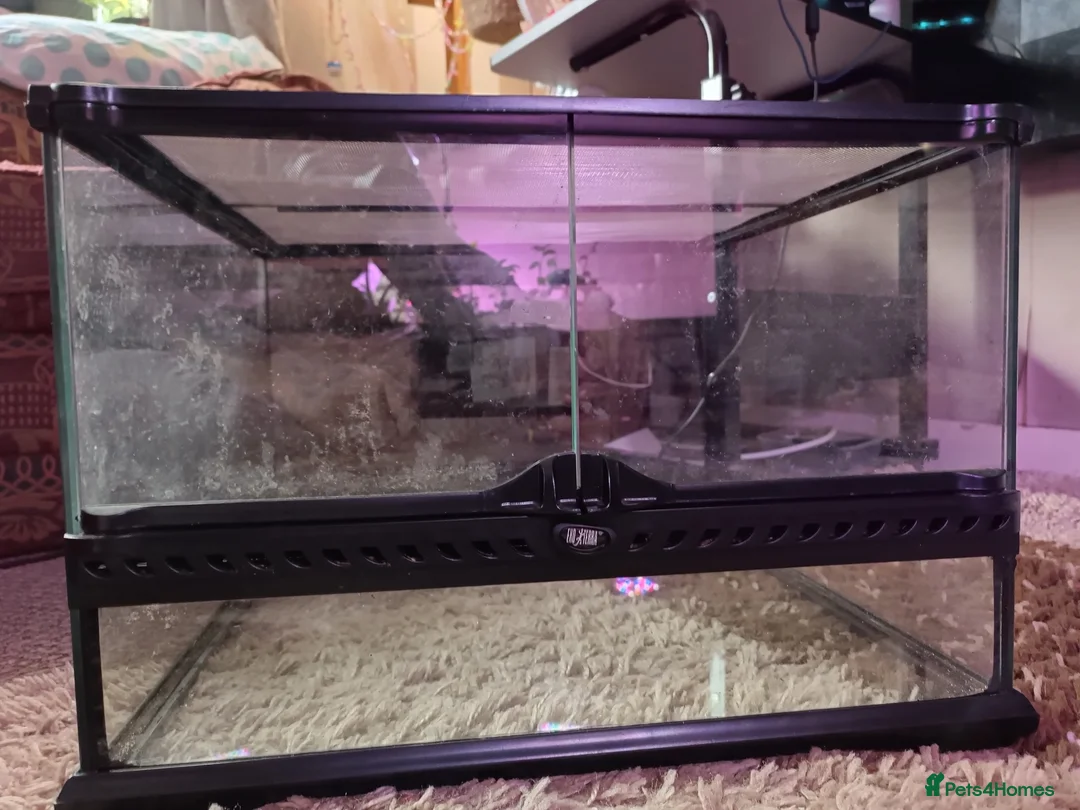 Mixed Breed reptiles for sale: Exo Terra enclosure  in Ruthin - Advert 4