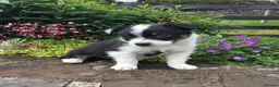 Border Collie dogs for sale: 6 Adorable Border Collie Puppies  in Brecon - Advert 24