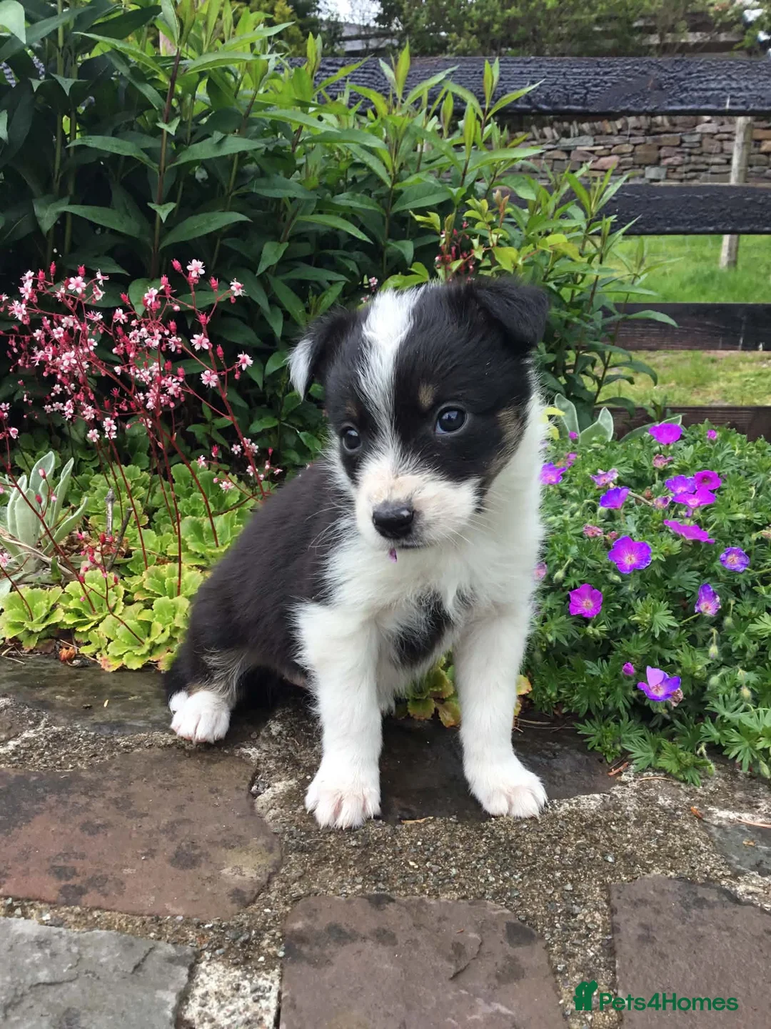Border Collie dogs for sale: 6 Adorable Border Collie Puppies  in Brecon - Advert 24