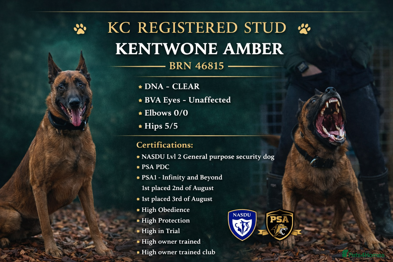 Belgian Shepherd Dog dogs Health tested KC Belgian Malinois for stud  - Advert 16