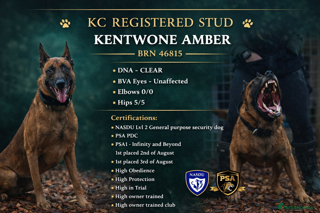 Belgian Shepherd Dog dogs for stud: Health tested KC Belgian Malinois for stud  - Advert 1