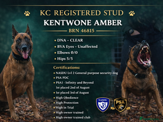Belgian Shepherd Dog dogs Health tested KC Belgian Malinois for stud - Advert 4