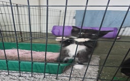 Mixed Breed cats for sale: Stunning,  fluffy black & white kittens - Image 2