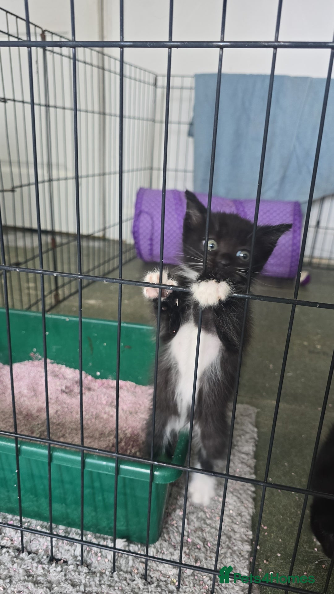 Mixed Breed cats for sale: Stunning,  fluffy black & white kittens - Image 2