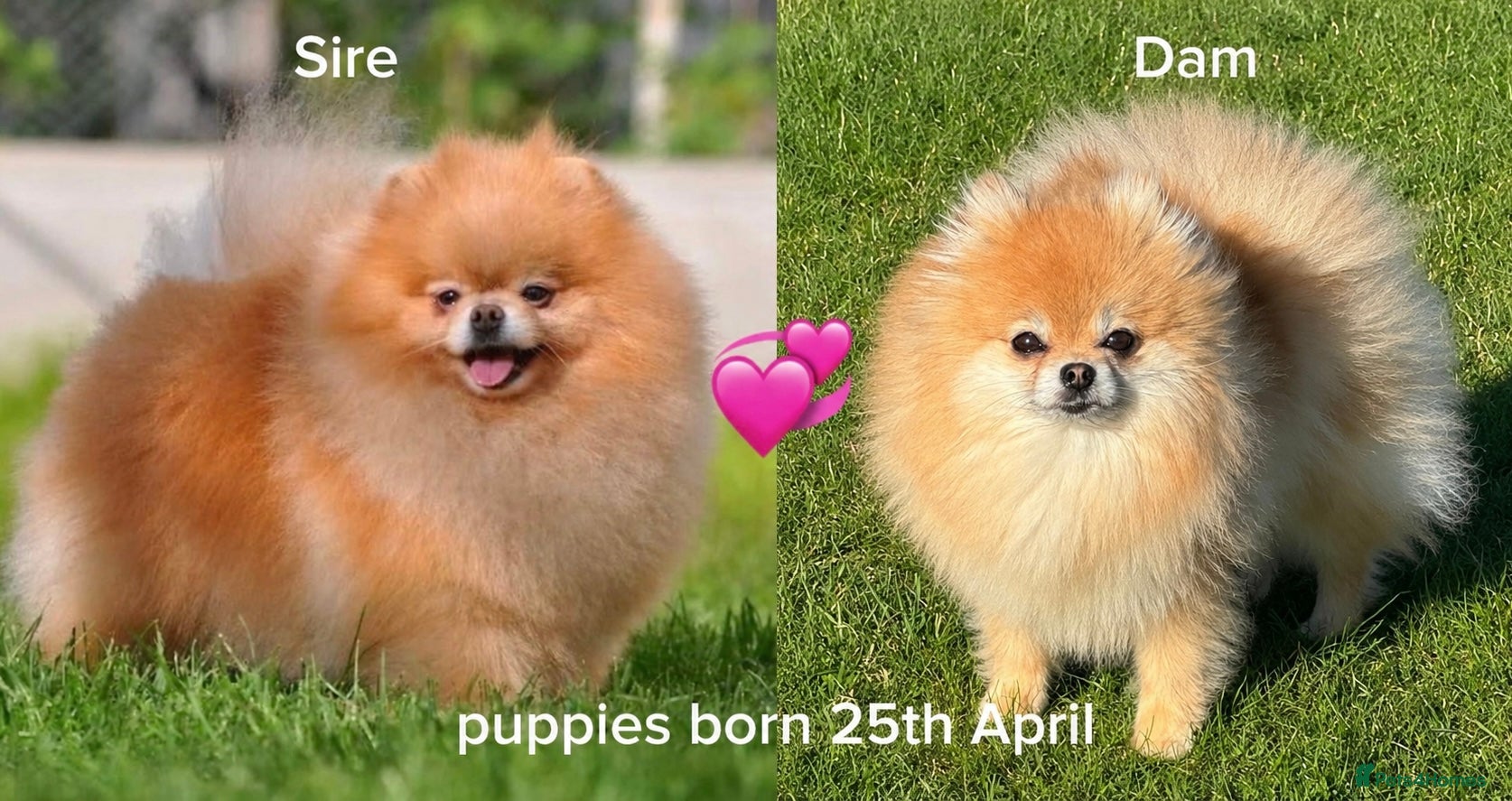 Pomeranian dogs for sale: Orange sable teddy bear type Pomeranians  - Advert 1