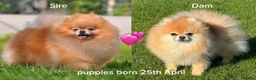 Pomeranian dogs for sale: Orange sable teddy bear type Pomeranians  - Advert 1