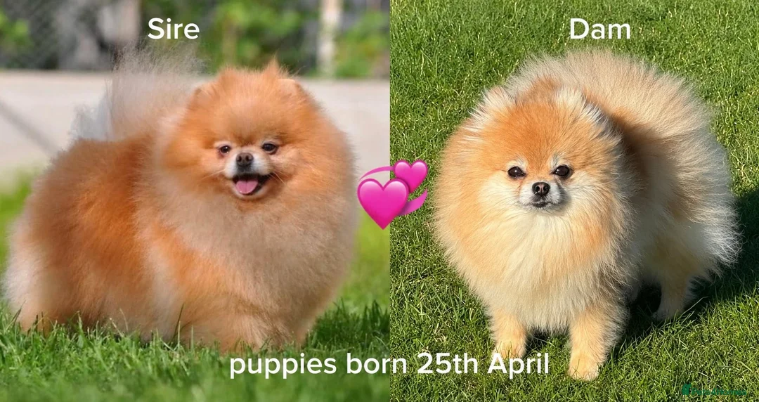 Pomeranian dogs for sale: Orange sable teddy bear type Pomeranians  - Advert 1