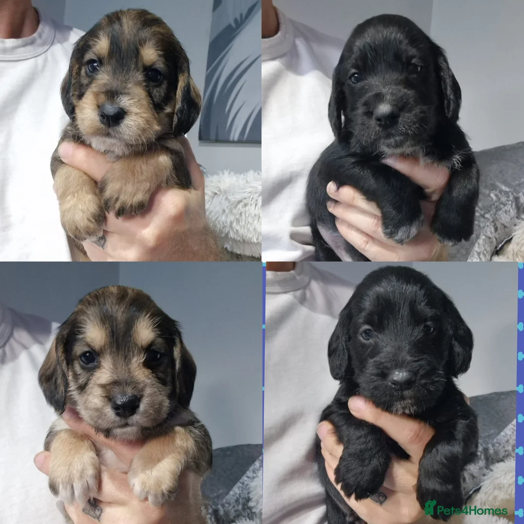 Cocker Spaniel dogs for sale: Schnockers - 1 girl 2 boys left - Advert 2