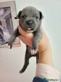 Staffordshire Bull Terrier 7