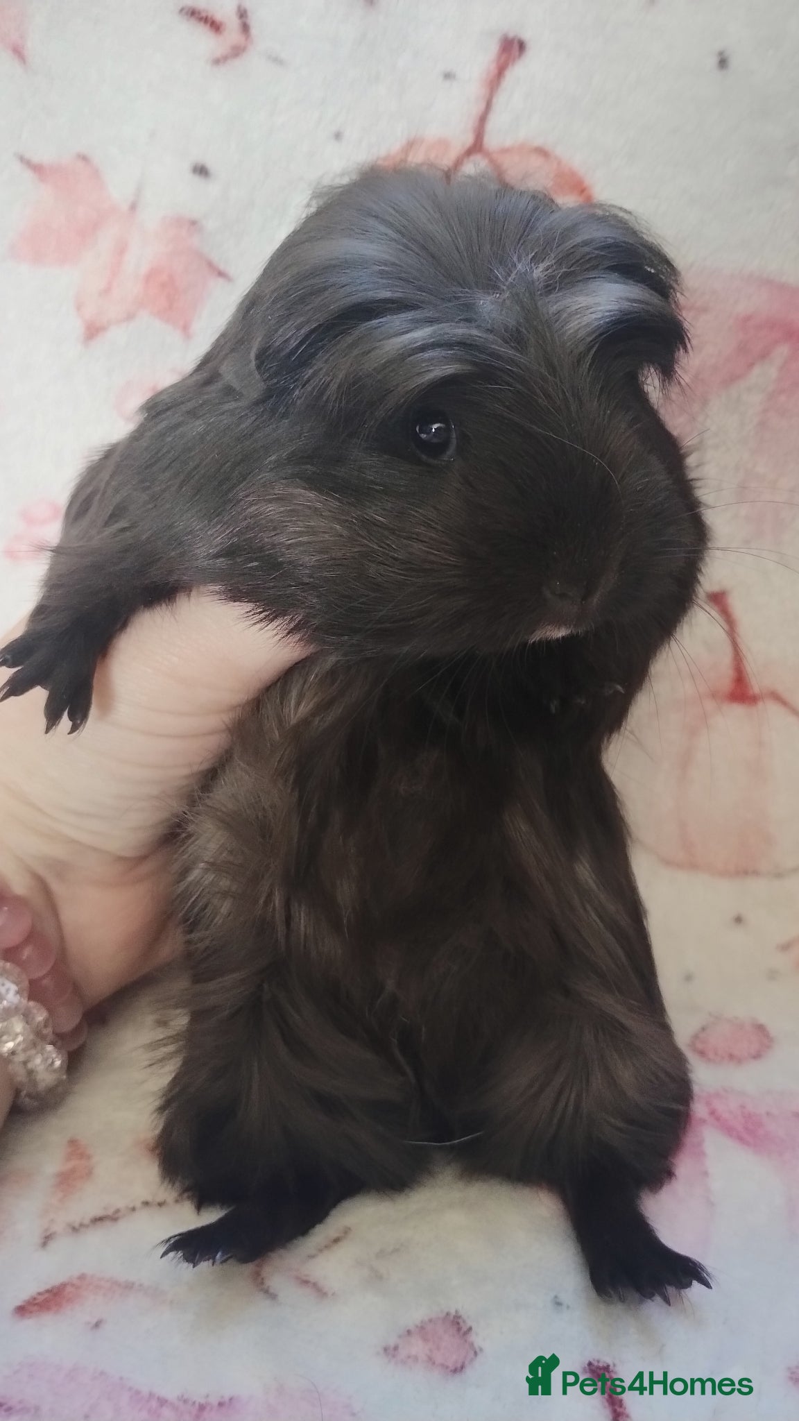 Guinea Pig rodents Delivery available girl guinea pig ready  - Advert 12