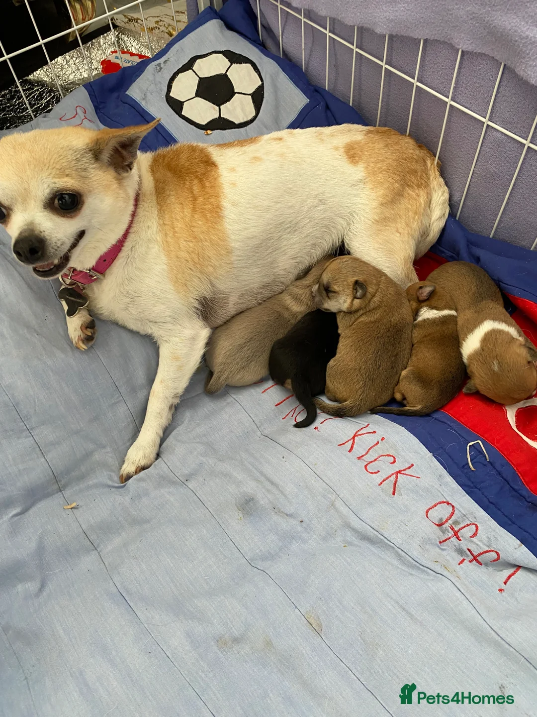 Chihuahua dogs for sale: Chihuahua puppies 3 💙Ánd 2🩷 - Advert 15