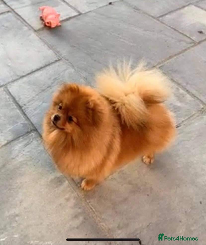 Pomeranian dogs Beautiful orange sable male - Advert 18