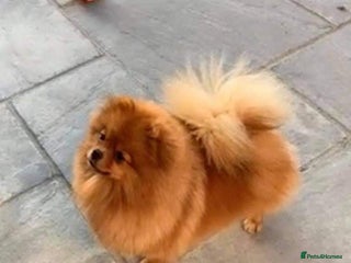 Pomeranian dogs - Advert 1