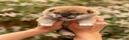 Japanese Shiba Inu dogs for sale: Quality Japanese akita inu - Advert 4