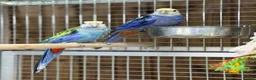 Parakeets birds for sale: Rosella parakeet - Advert 5