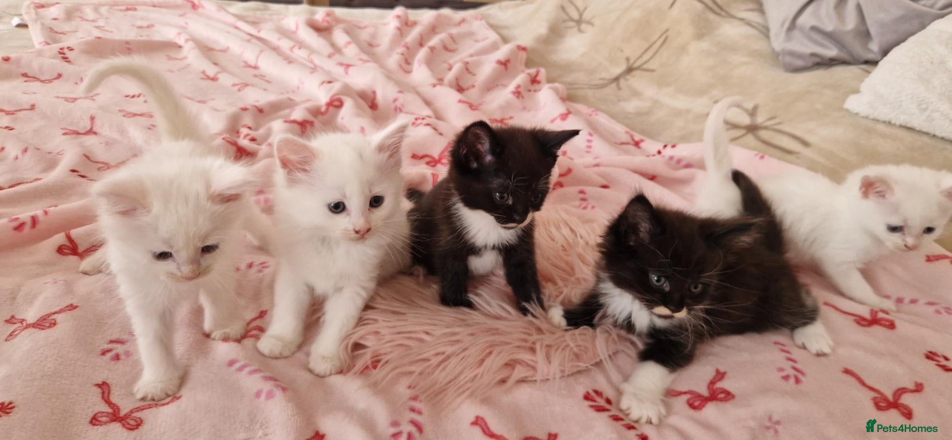 Mixed Breed cats Fluffy gorgeous soft fur kittens looking for 🏡  - Advert 1