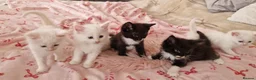 Mixed Breed cats for sale: Fluffy gorgeous soft fur kittens looking for 🏡  in Ipswich - Advert 1