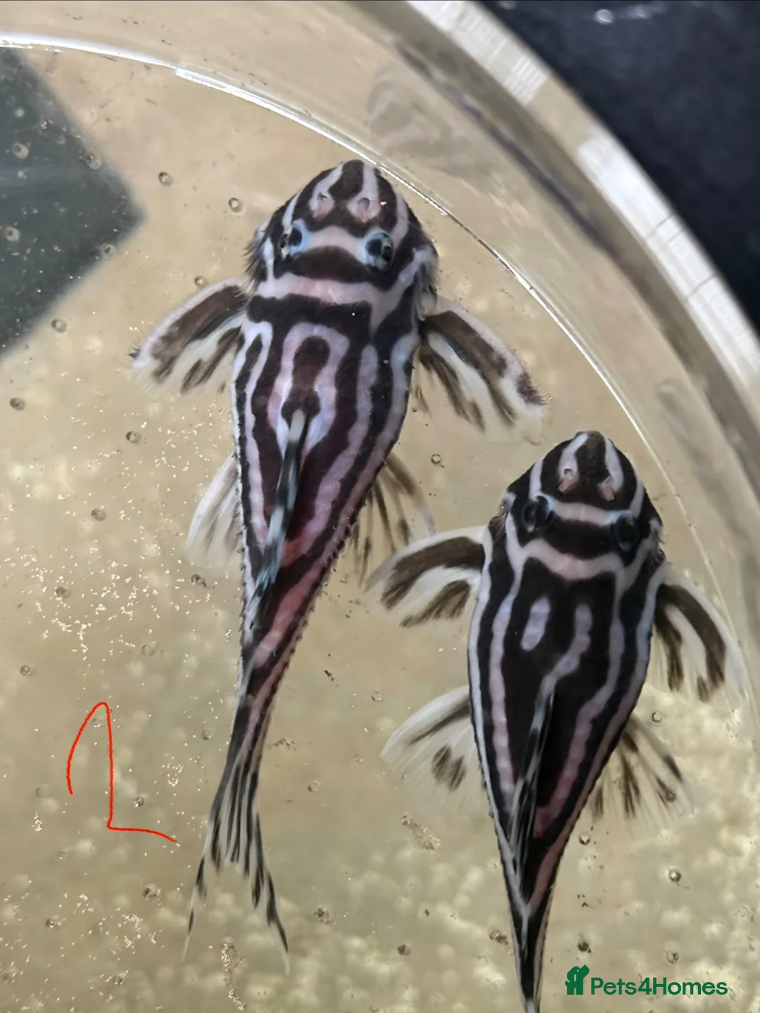 Plecos fish for sale: L046 zebra plecos 3x trios in Keighley - Advert 25