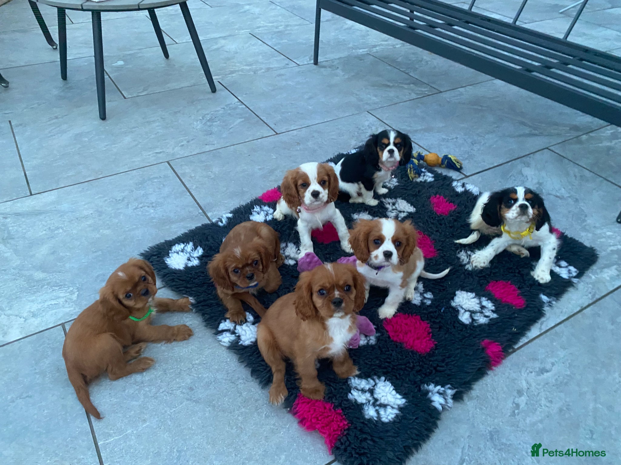 Cavalier King Charles Spaniel dogs for sale: Cavalier King Charles  - Advert 2