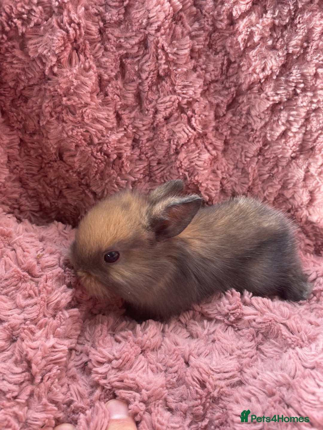 Lionhead rabbits for sale: Lionhead bunnies - Image 11