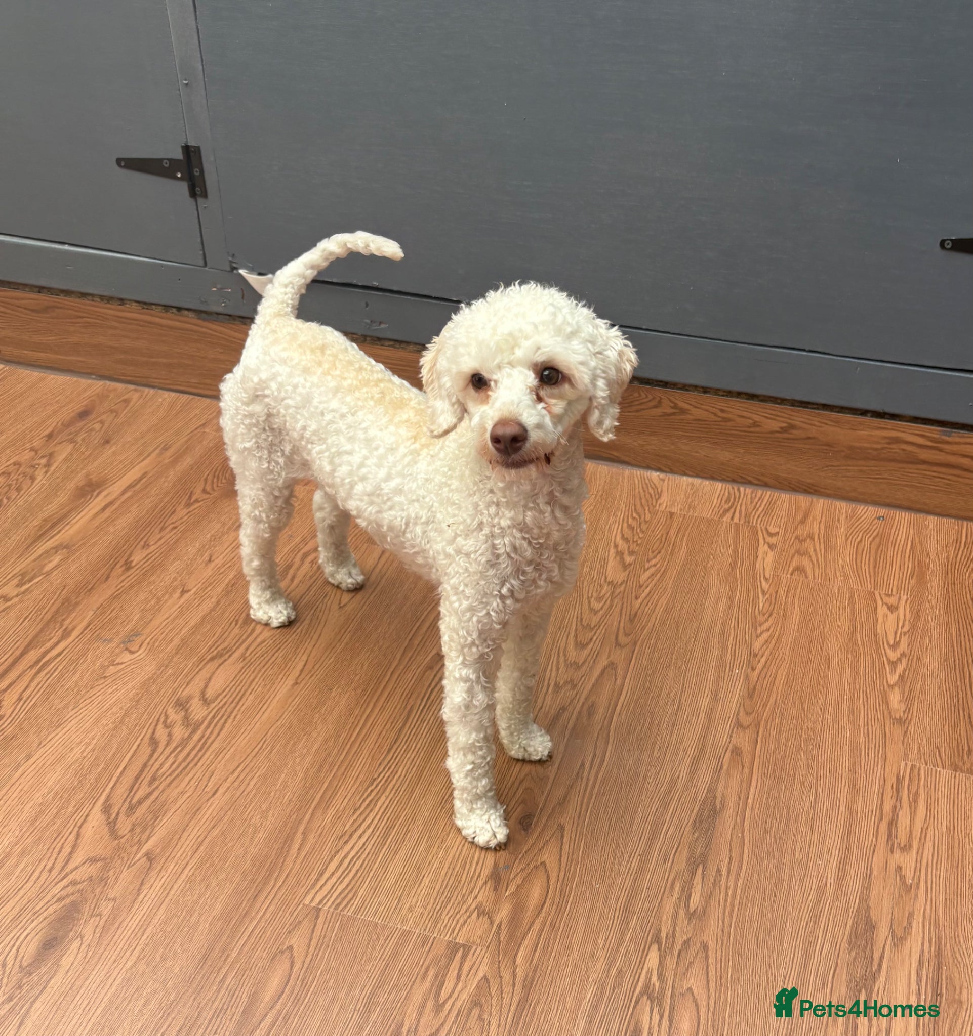Miniature Poodle dogs for sale: Miniature poodle bitch - Advert 2