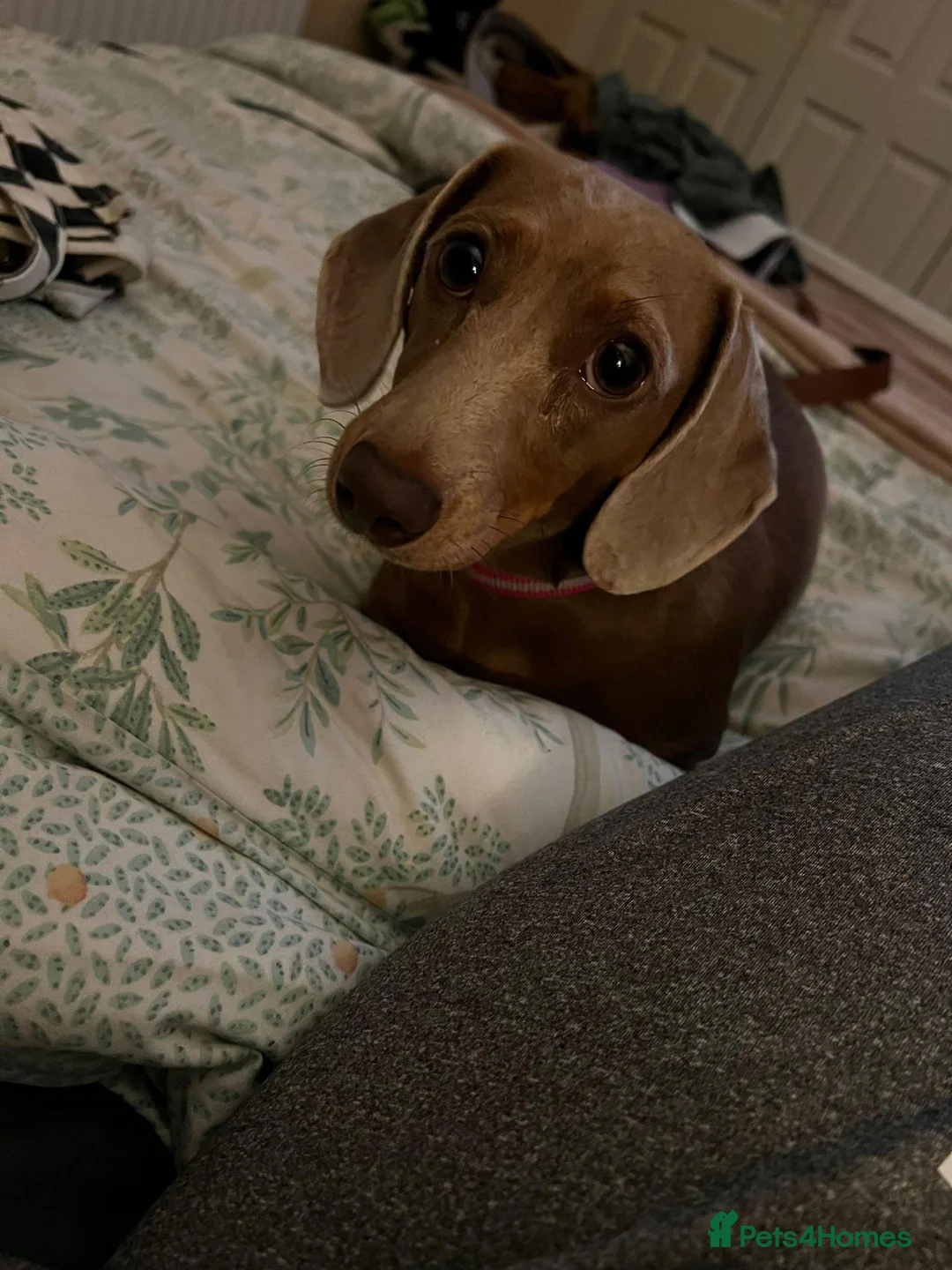 Dachshund dogs for sale: Miniature Dachshund Puppies for sale - Advert 6