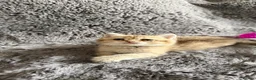 Scottish Fold cats for sale: Sweet Scottish fold kittens ready for best family  in Derby - Advert 22