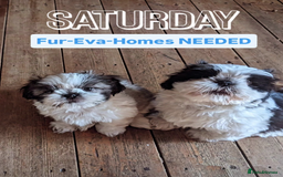 Shih Tzu dogs for sale: Pedigree Shitzu Puppies  - Image 7