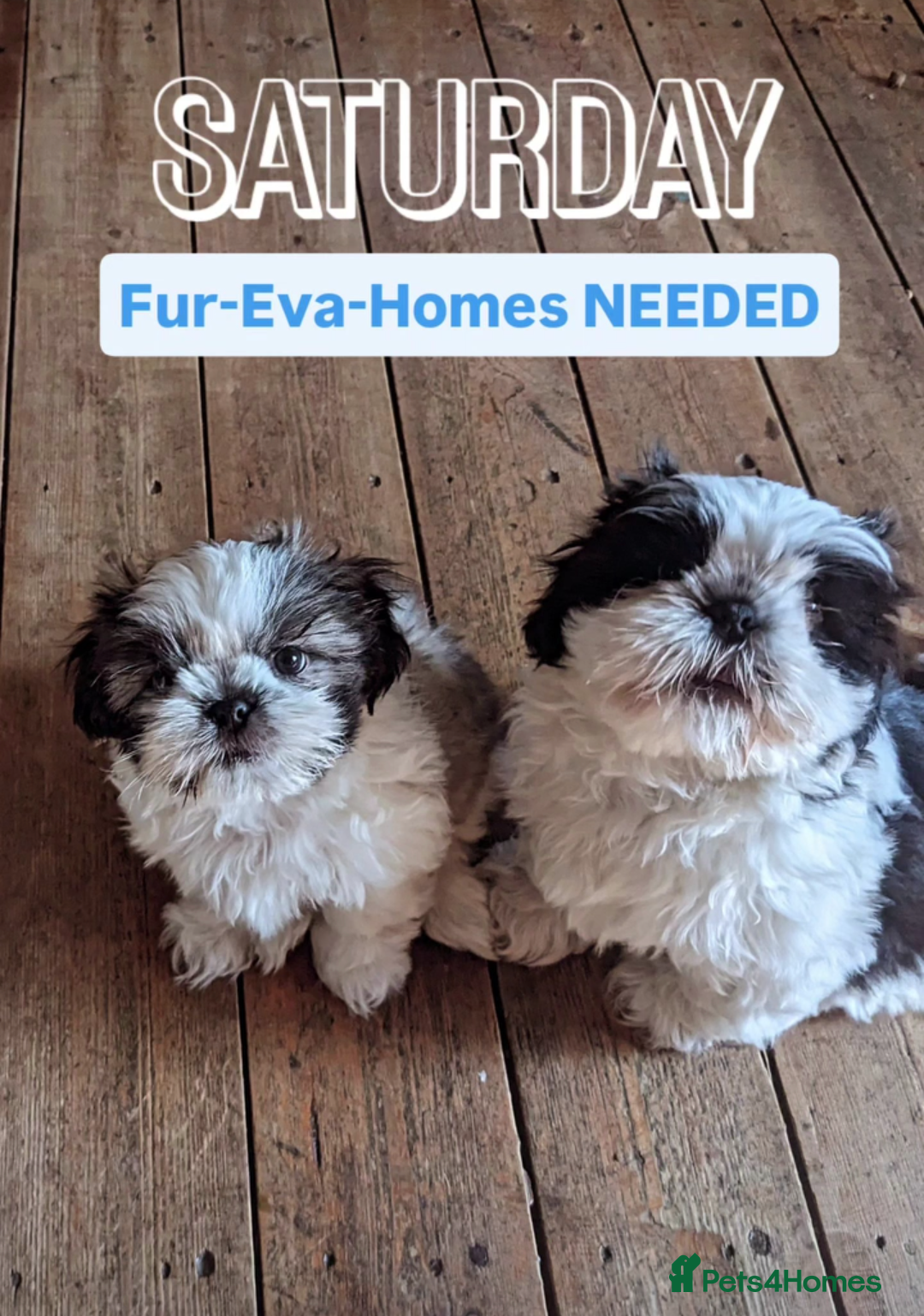 Shih Tzu dogs for sale: Pedigree Shitzu Puppies  - Image 7