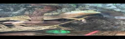 Bearded Dragon reptiles for sale: 1 and a half year old bearded dragon and set up  - Advert 2
