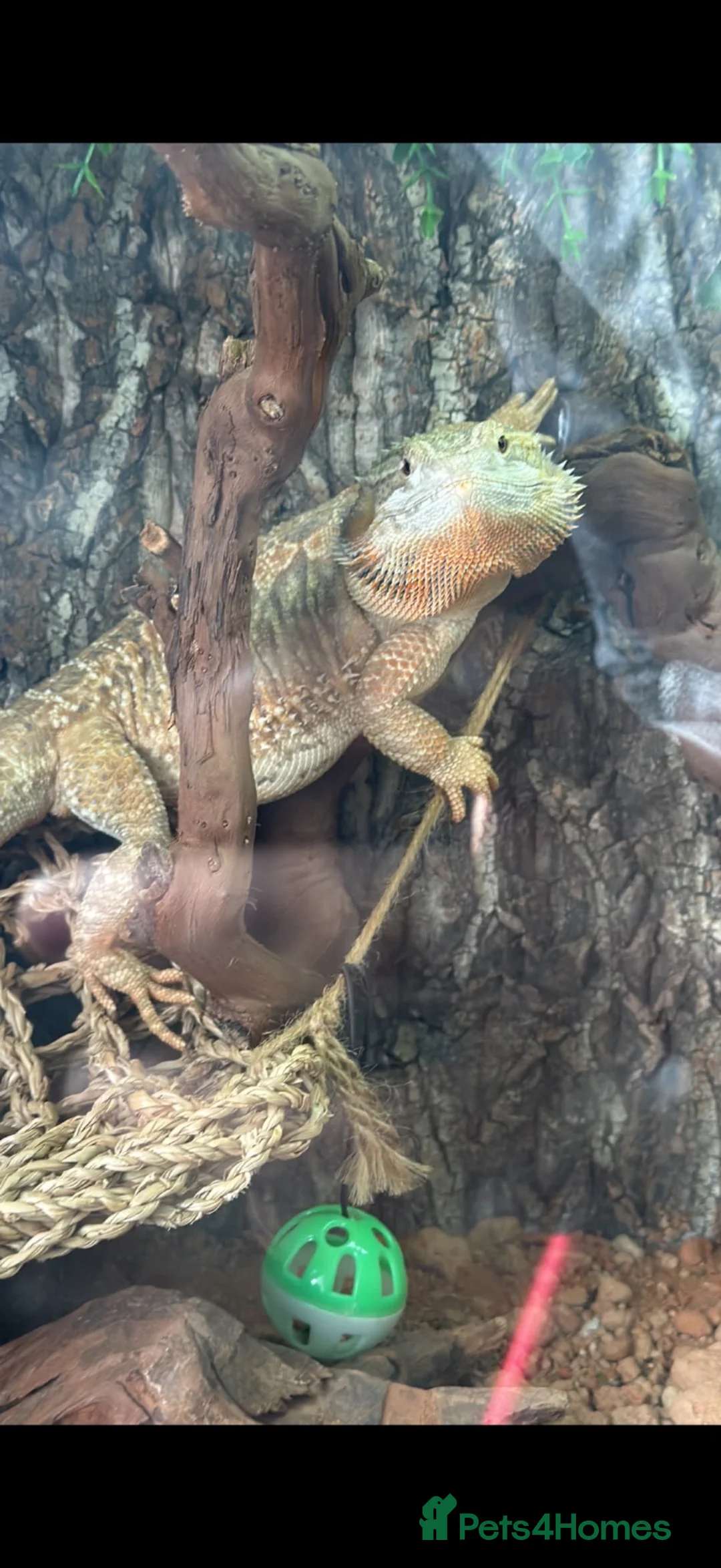 Bearded Dragon reptiles for sale: 1 and a half year old bearded dragon and set up  - Advert 2