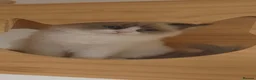 Ragdoll cats for sale: GCCF kittens are available active. - Advert 6
