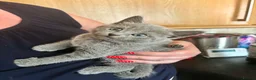 Mixed Breed cats for sale: 5 BEAUTIFUL KITTENS  in Derby - Advert 2