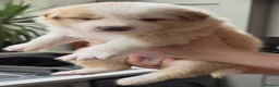 Border Collie dogs for sale: Beautiful EE-Red/Golden Long Haired Border Collies - Advert 15