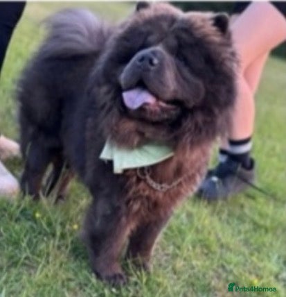 Mixed Breed dogs Chow Chow x Amstaff Puppy 3 months  - Advert 5