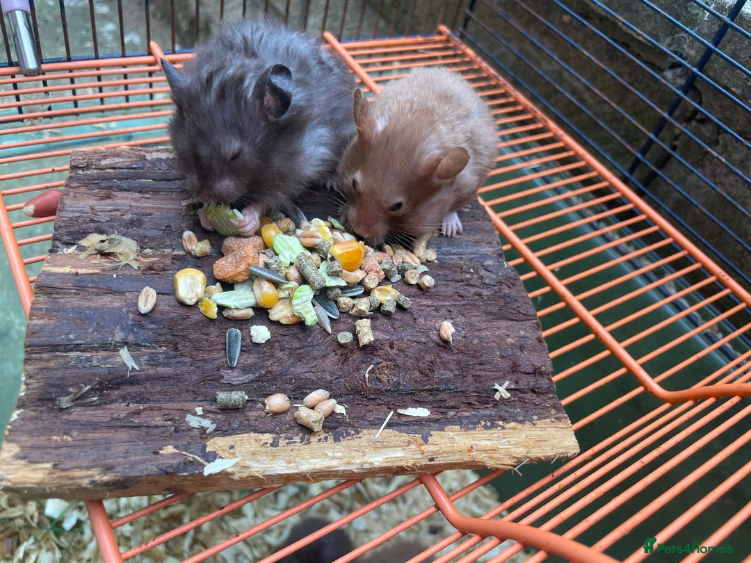 Hamster rodents for sale: Baby hamsters for sale  - Image 17