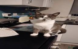 British Shorthair cats for sale: Younge cat - Advert 1