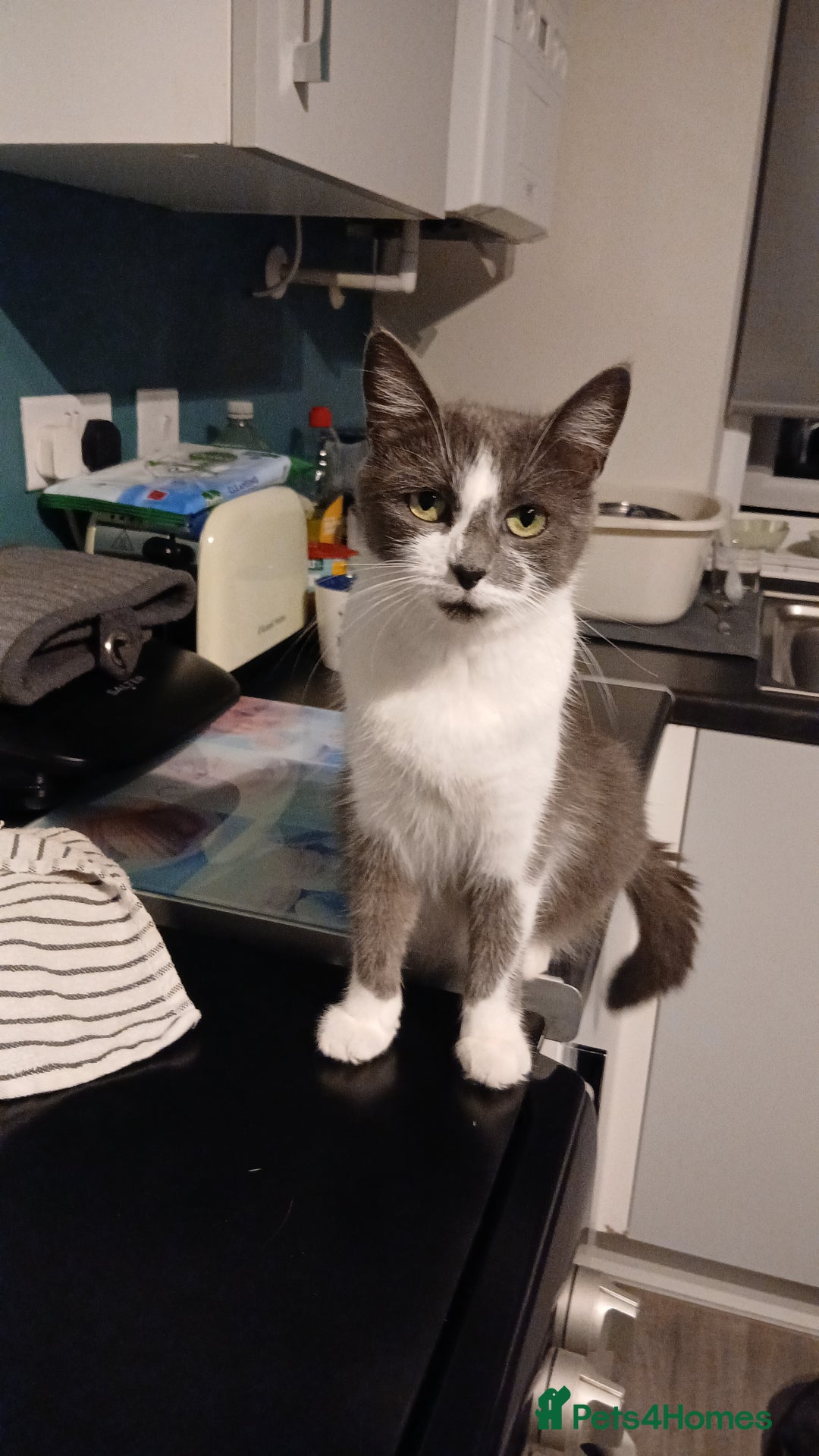 British Shorthair cats for sale: Younge cat - Advert 1