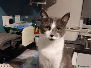 British Shorthair cats Younge cat - Advert 1