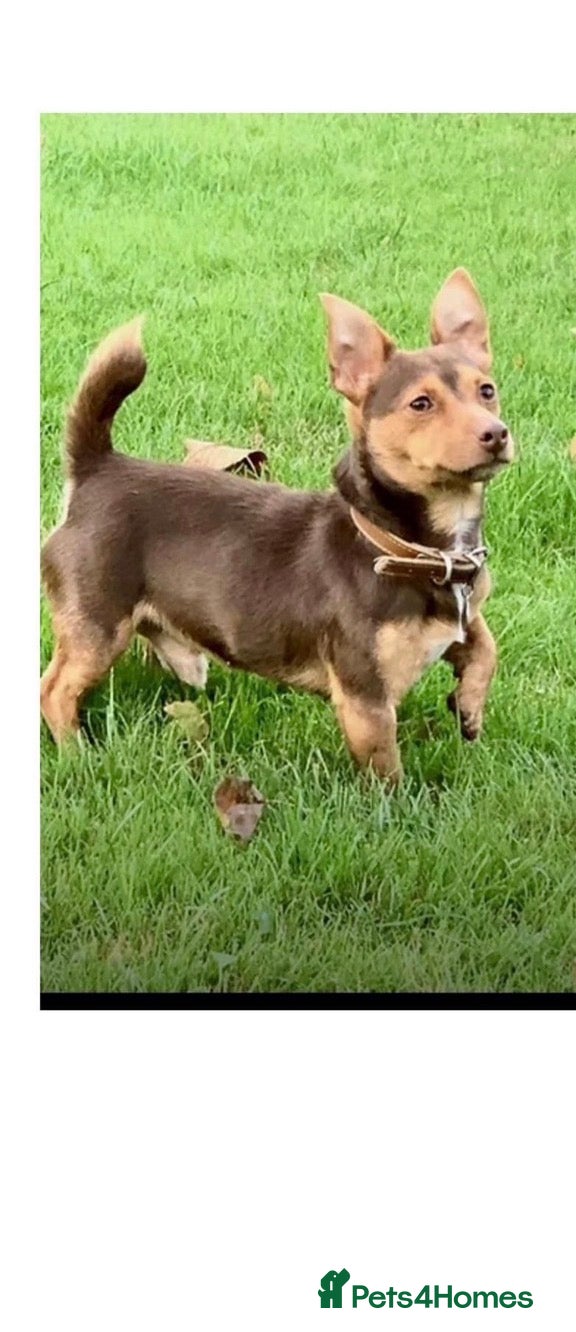 Jack Russell dogs Stud proven health checked - Advert 1