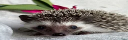 Pygmy Hedgehog rodents for sale: African Pygmy Hedgehog Ethically Bred Girl  - Advert 13