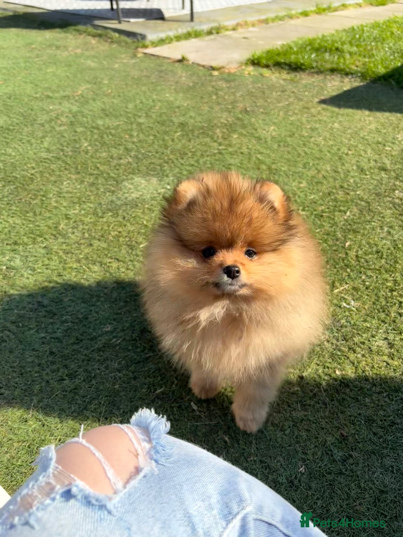 Pomeranian dogs Rkc Pomeranian Puppy looking for 5* homes - Advert 5